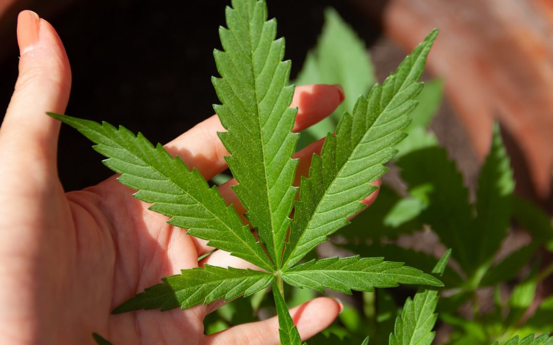 Historien bak cannabisfrø utvikling av nye hybrider og varianter